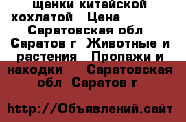 щенки китайской хохлатой › Цена ­ 2 000 - Саратовская обл., Саратов г. Животные и растения » Пропажи и находки   . Саратовская обл.,Саратов г.